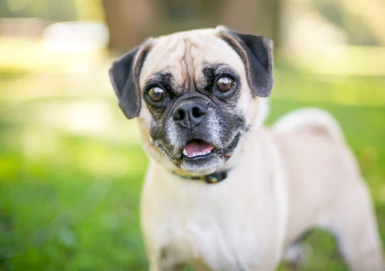 puggle lifespan