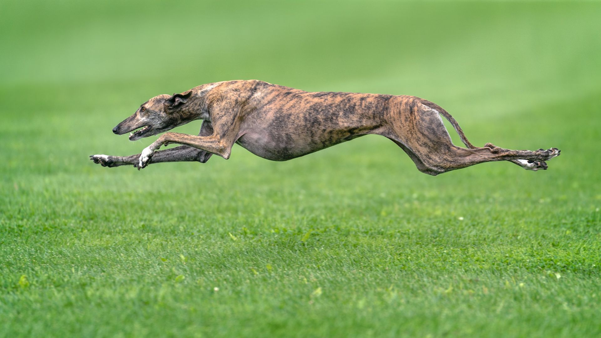 How Fast Can a Greyhound Run? How Fast Can a Greyhound Run?