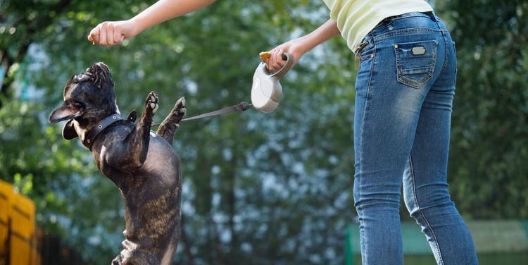 A French Bulldog does tricks for their owner.