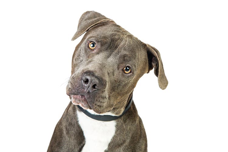 Large Breeds That Don’t Shed