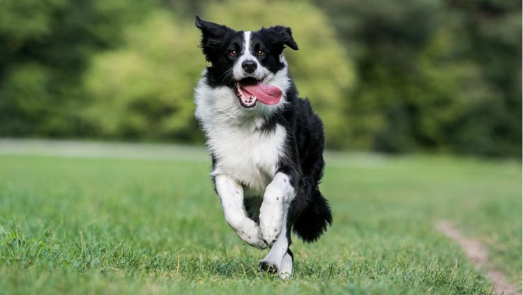 A collie runs toward the camera.