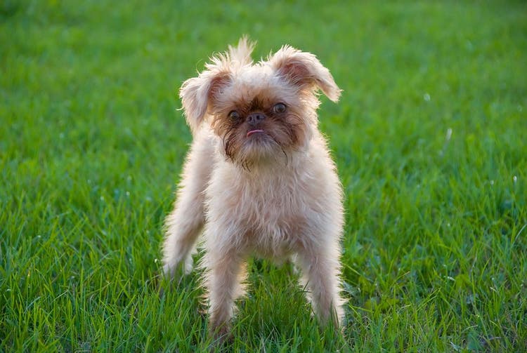 broodle griffon