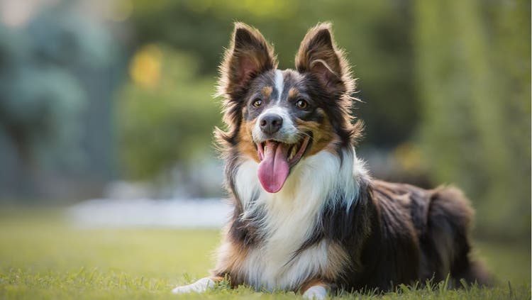 A smiling collie relaxes in the sun.
