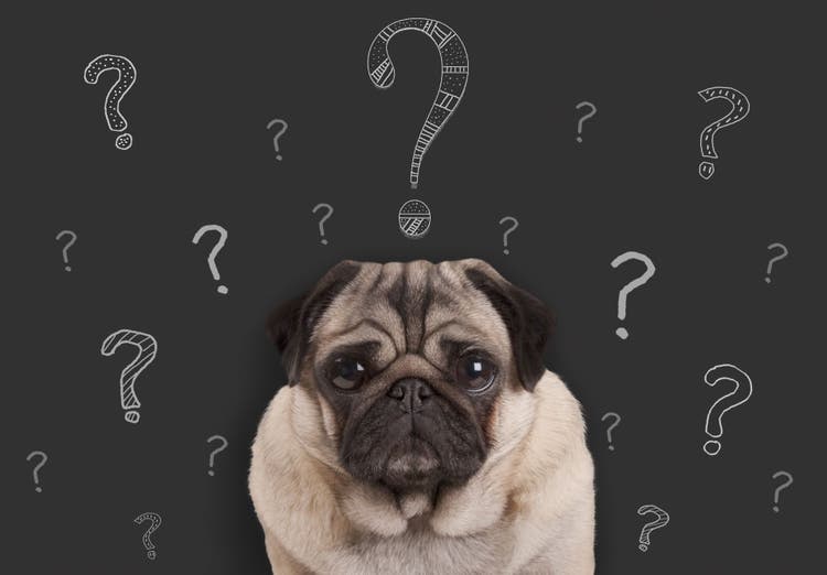 dog dna test