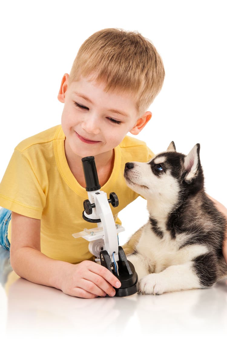 dog genetic testing