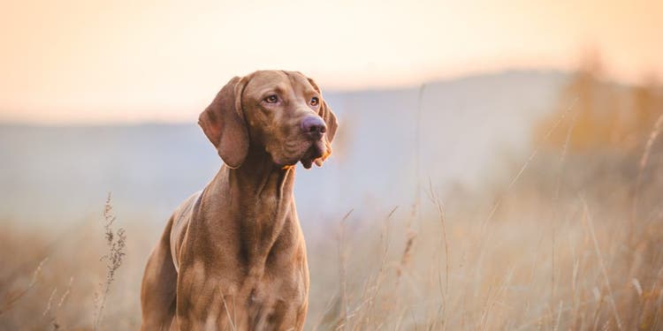A brown pointer poses in a field of wheat.