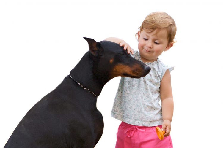 An Adult Doberman and a Child