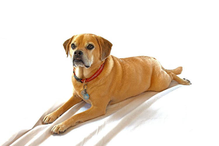 average puggle weight