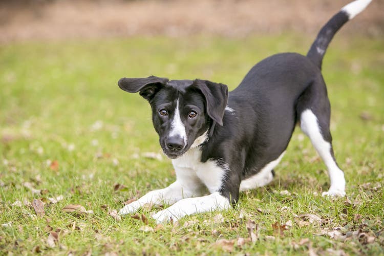 hypoallergenic mixed dog breeds