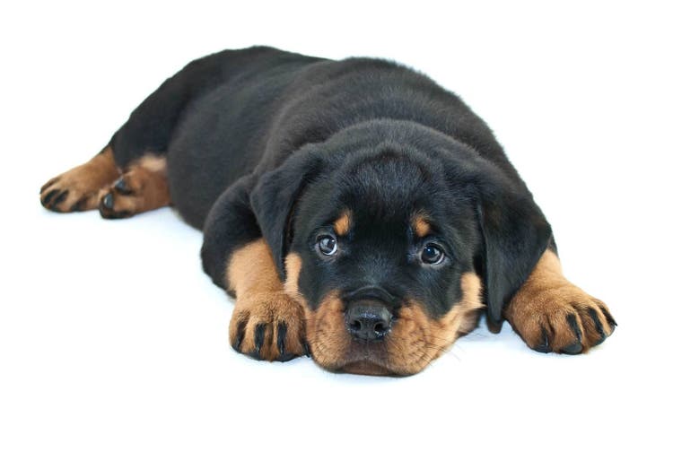 rottweiler temperament