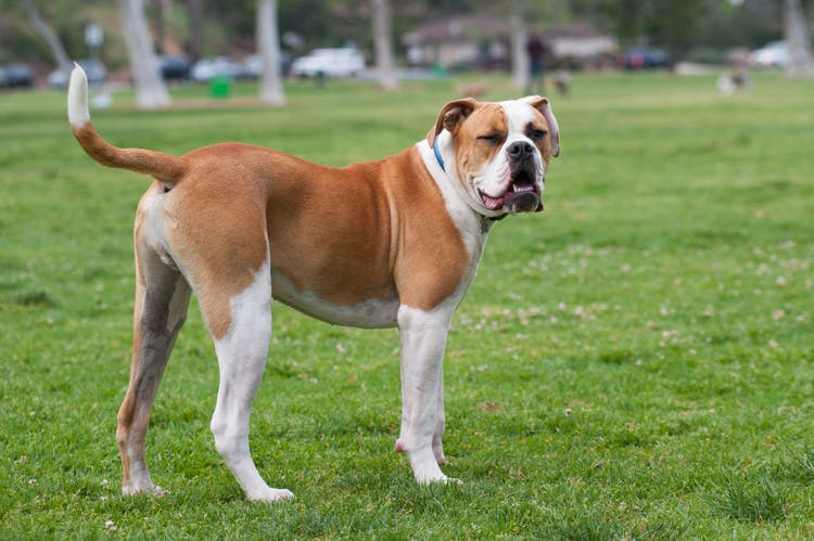 Johnson american bulldog