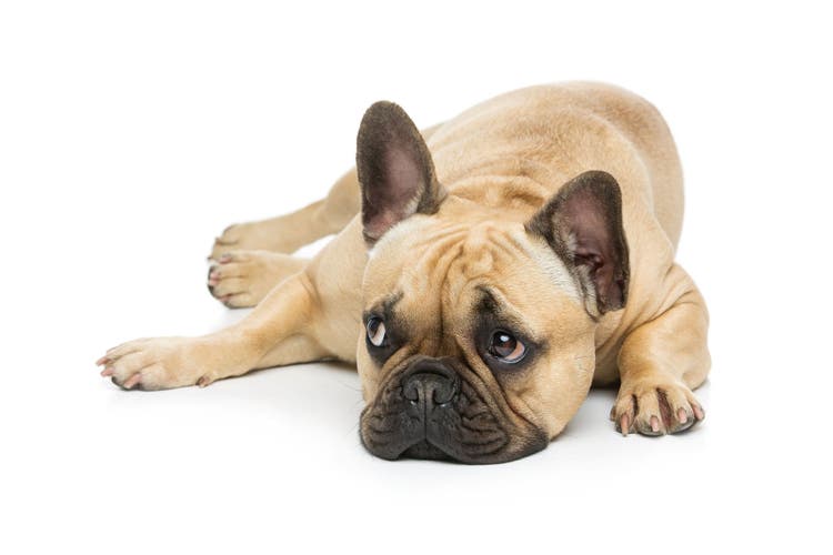 A prone French Bulldog poses for the camera.