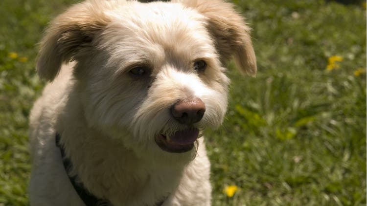 All About the Eskipoo