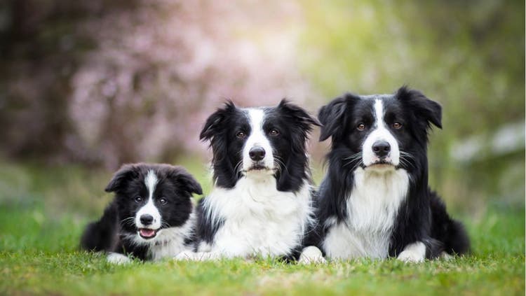 Three collies pose for the camera side-by-side.