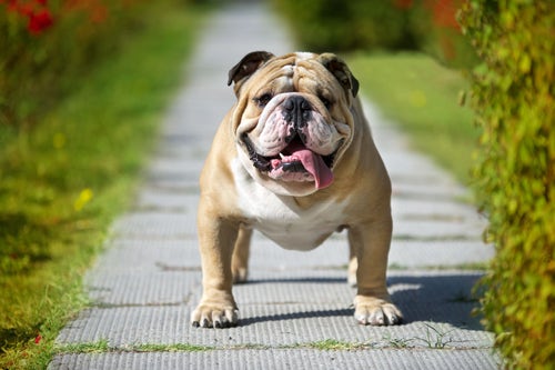 Exploring the Different Types of Bulldogs: From English to More