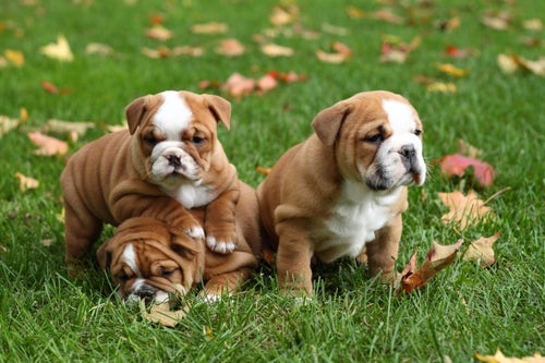 Different types hot sale bulldogs