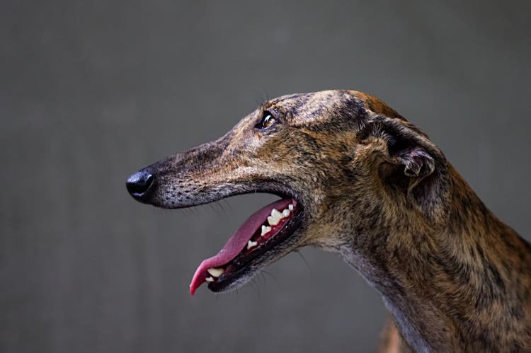 owning a greyhound