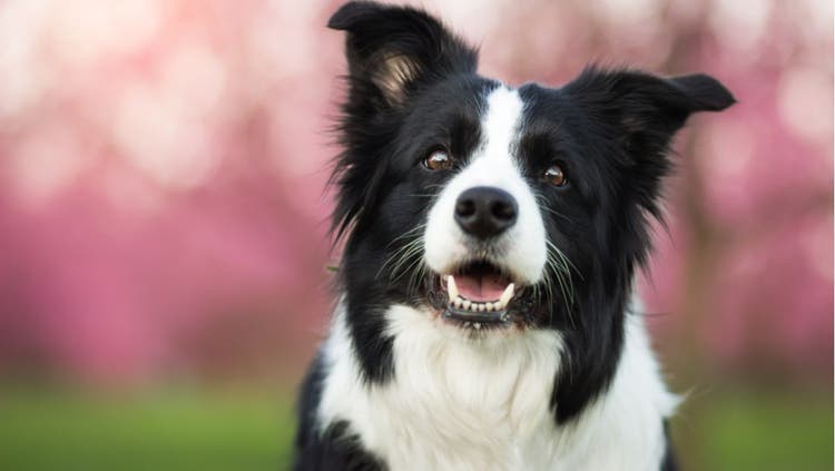A black and white collie smiles for the camera.