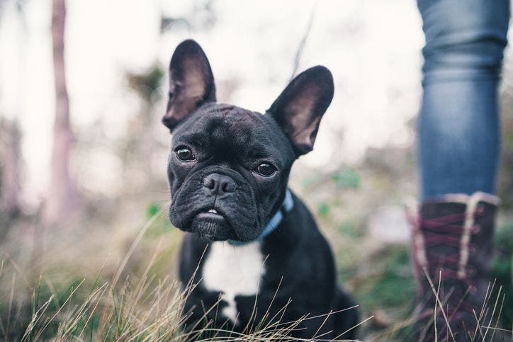 A Black French Bulldog stares in the camera.