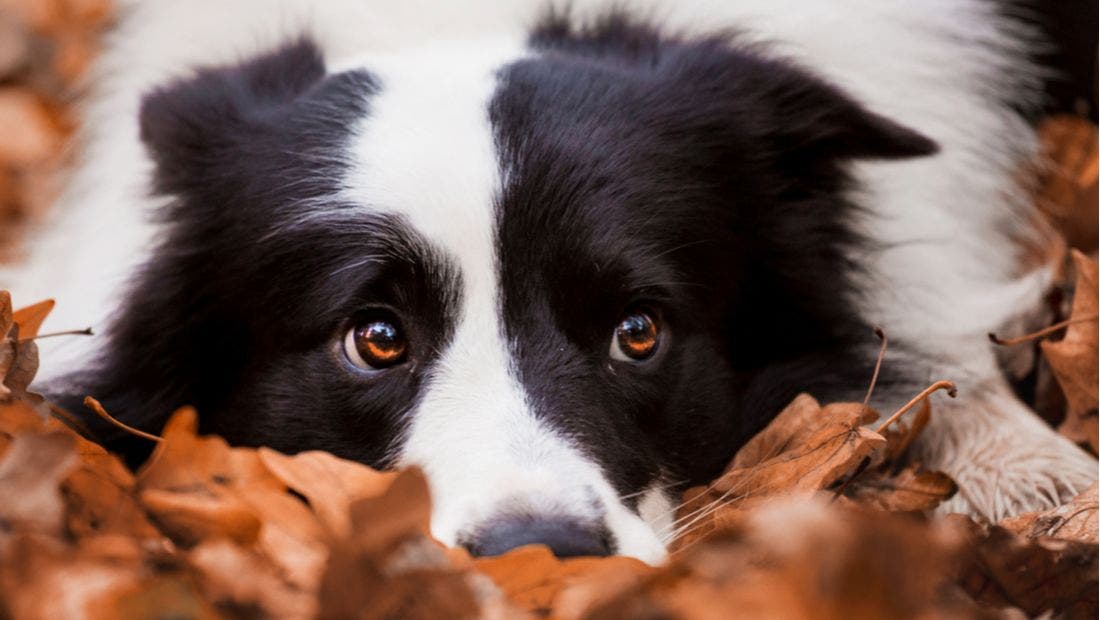 Border Collie Dog Guide, Exercise Needs, Stories & Tips