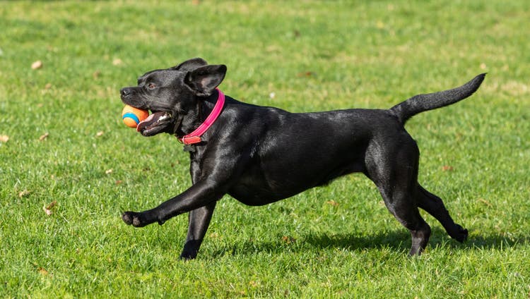 A black dog runs with a ball in its mouth.