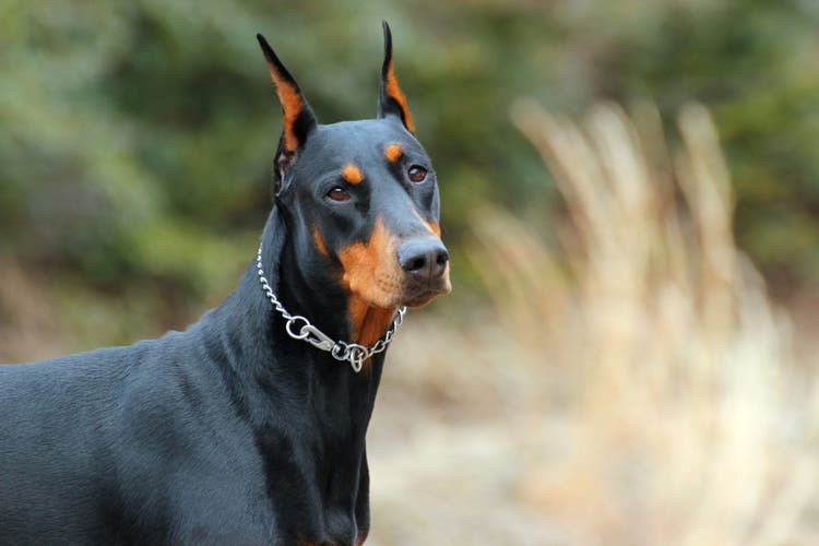 doberman temperament