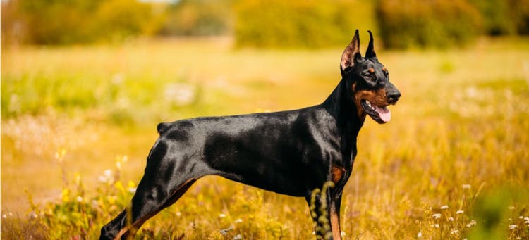 A Doberman dog that has undergone ear cropping.