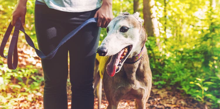greyhound temperament