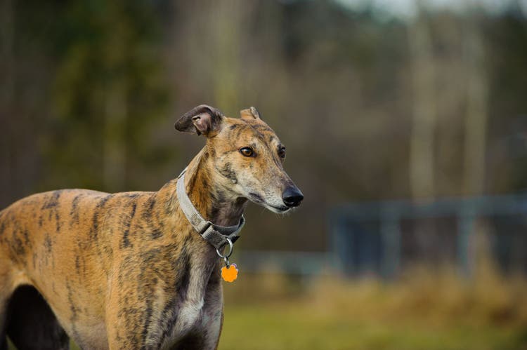 greyhounds