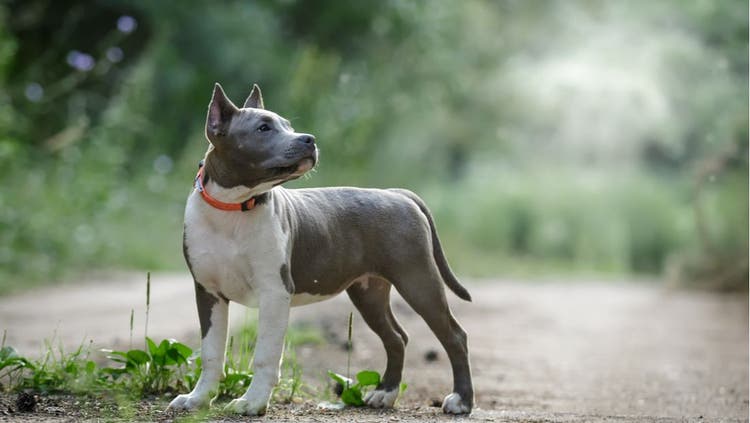 A gray Pitbull poses in the sun.