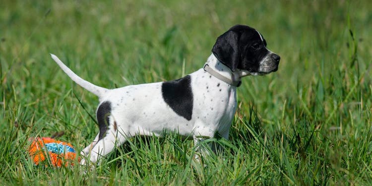 A black and white English Pointer.