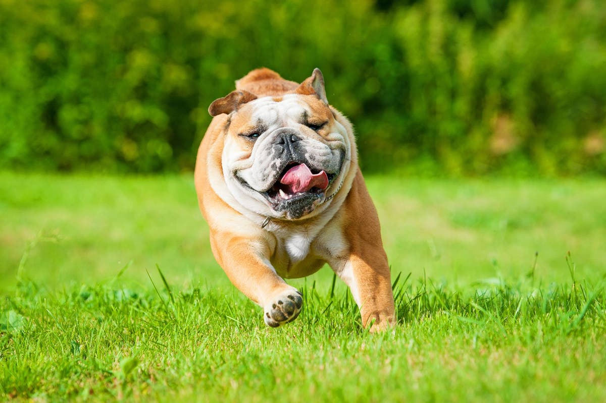 What Is the Bulldog Temperament Like?