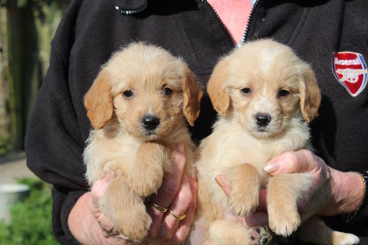 Someone holds two Poogle puppies in their arms.