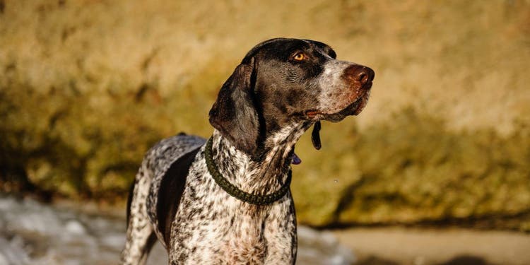 A German Shorthaired Pointer facing right.