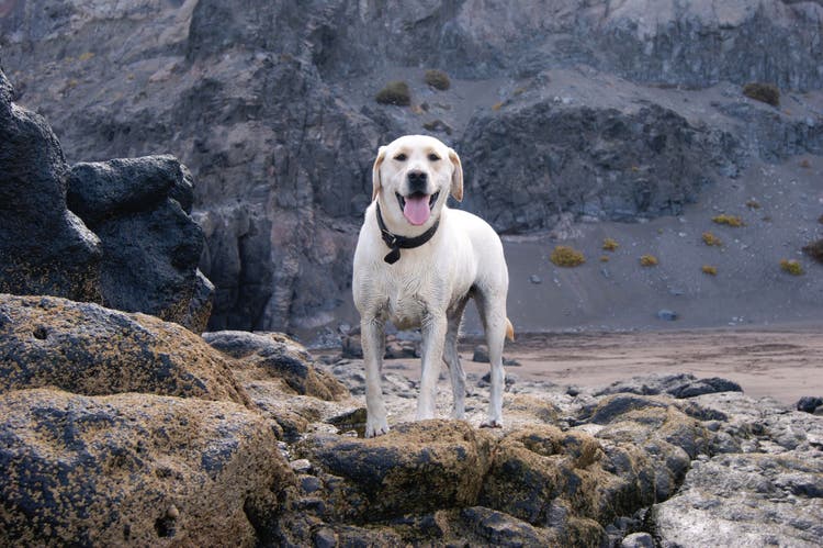most popular dogs of 2018