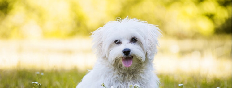 A cute, white Maltese dog.