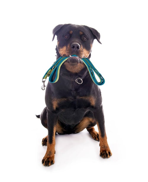 Owning a sales rottweiler