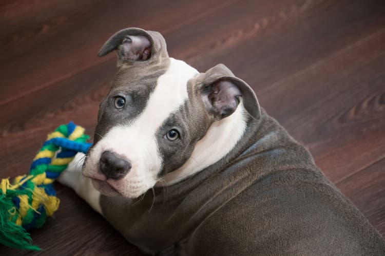 types of pit bulls
