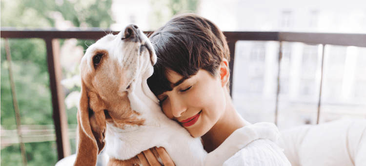 Beagles are one of the most affectionate dog breeds.