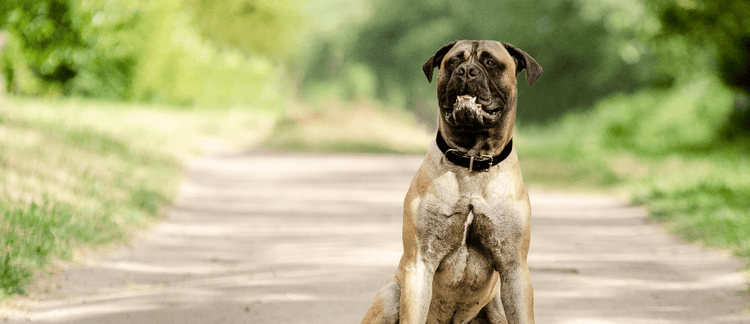 Picking the Right Bullmastiff