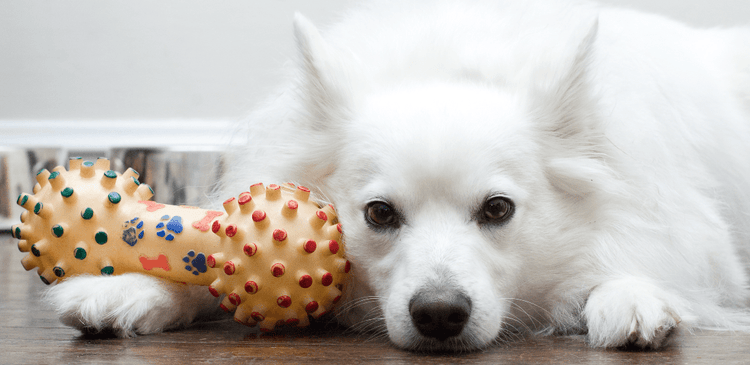 Selecting an American Eskimo Dog