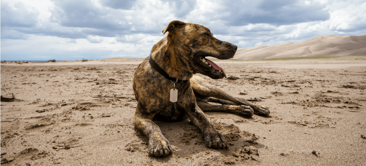 A Plott Hound relaxing in the sand.