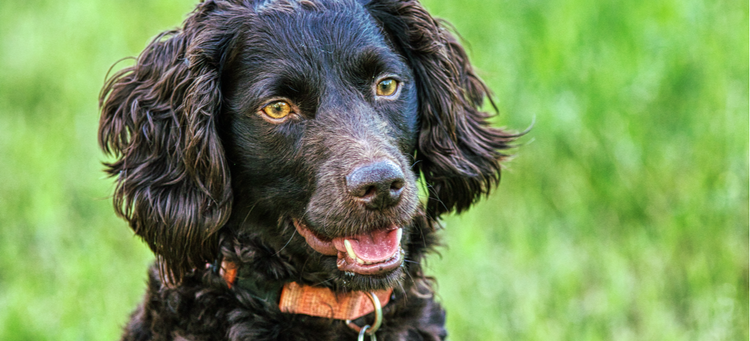 A happy faced Boykin Spaniel.