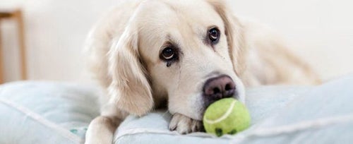 Best large breed clearance dog for apartment living