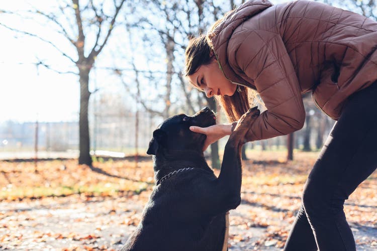 rottweiler behavior problems