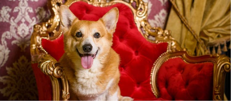A Pembroke Welsh Corgi, sitting upon a throne.
