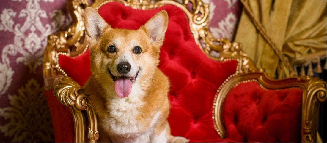 How the corgi became our most famous dog