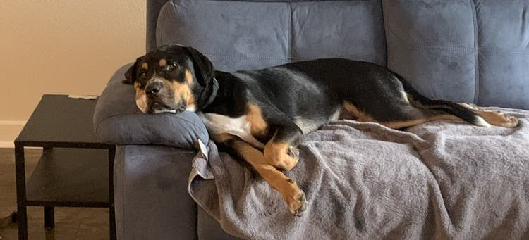 Here's why you should foster or adopt a dog.
