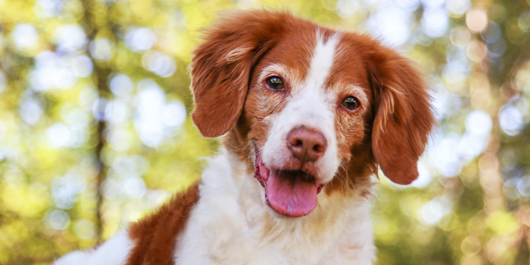 Selecting a Brittany