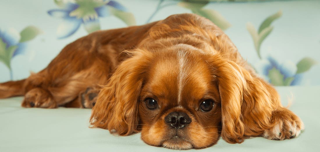 About Cavaliers  The Companion Cavalier King Charles Spaniel Club